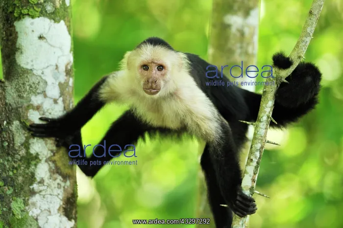  : White-headed Capuchin  /  White-faced Capuchin  /  White-throate