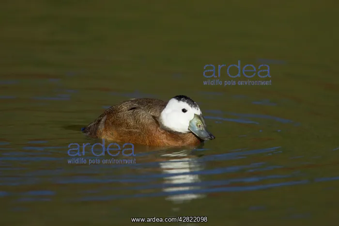 : White-Headed Duck : White-Headed Duck