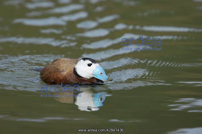 : White Headed Duck : White Headed Duck