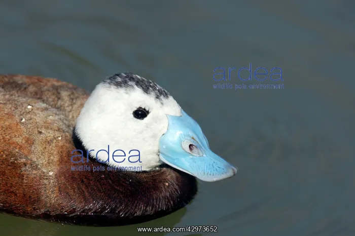 : White Headed Duck : White Headed Duck