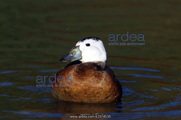 : White Headed Duck : White Headed Duck