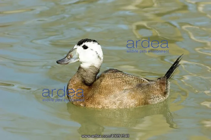 : White-headed Duck : White-headed Duck