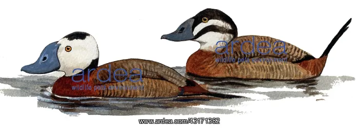 : White-headed Duck : White-headed Duck