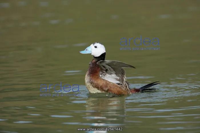 : White Headed Duck - Drake washing : White Headed Duck - Drake washing