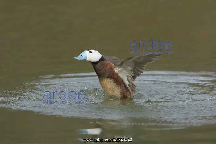 : White Headed Duck - Drake washing : White Headed Duck - Drake washing