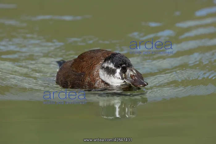 : White Headed Duck - female : White Headed Duck - female