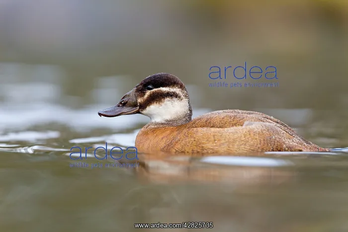  : White Headed Duck - female in winter