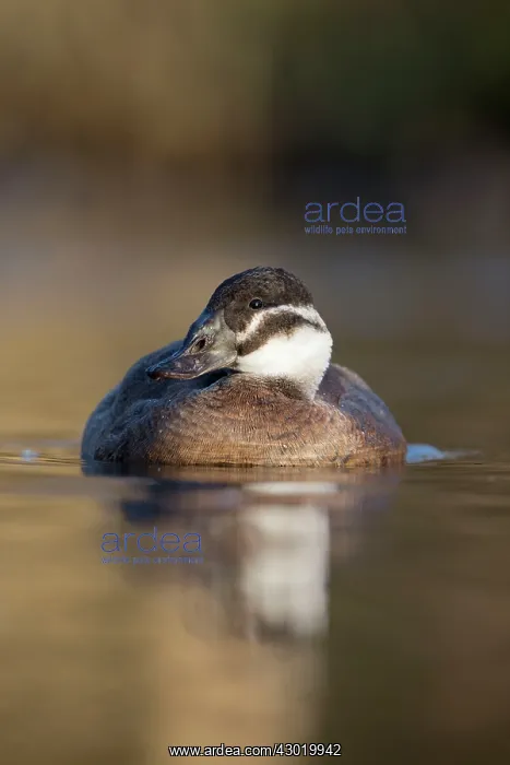: White Headed Duck female in winter : White Headed Duck female in winter