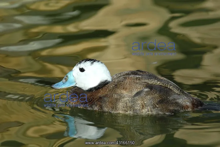 : White-headed Duck male : White-headed Duck male