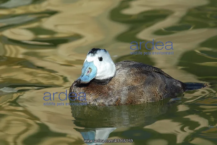 : White-headed Duck male : White-headed Duck male