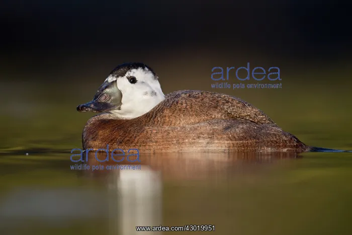 : White Headed Duck male in winter : White Headed Duck male in winter