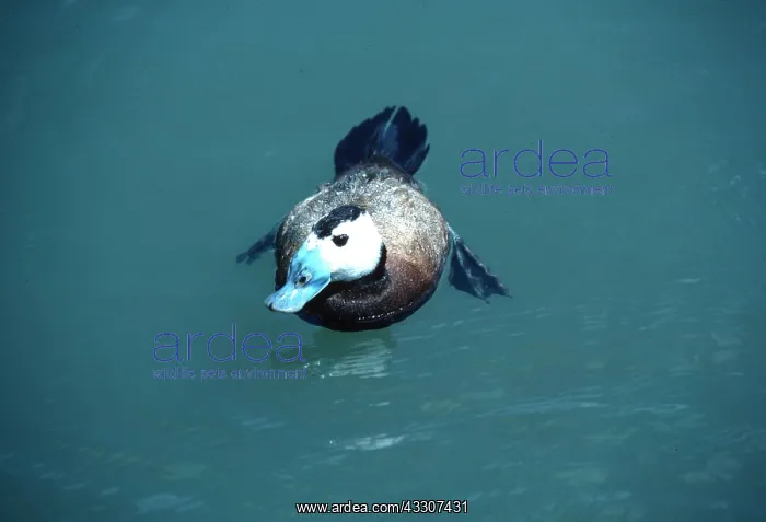 : WHITE HEADED DUCK - stiff tail, on water : WHITE HEADED DUCK - stiff tail, on water