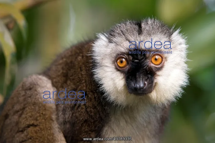 : White-headed Lemur (Eulemur fulvus albifrons), Masoala : White-headed Lemur (Eulemur fulvus albifrons), Masoala