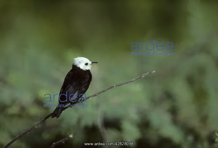 : White-headed Marsh Tyrant : White-headed Marsh Tyrant