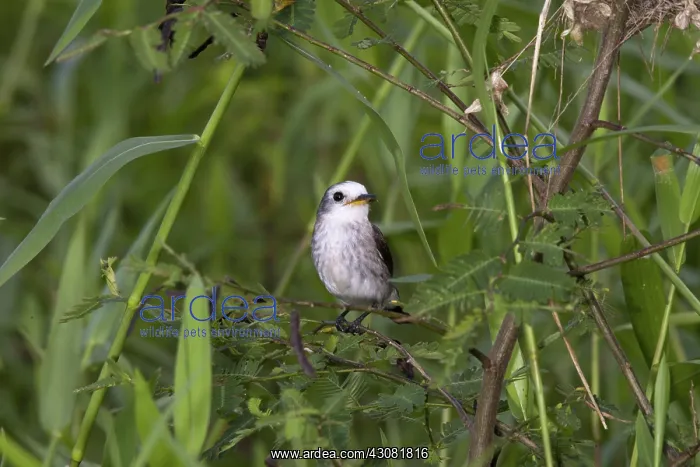  : White-headed Marsh Tyrant