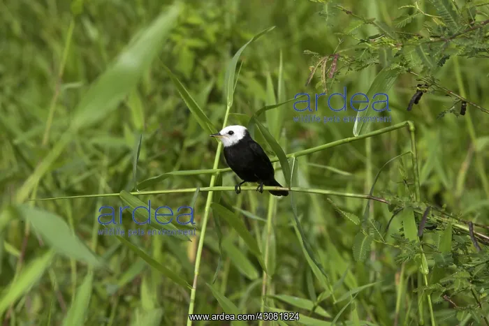  : White-headed Marsh Tyrant