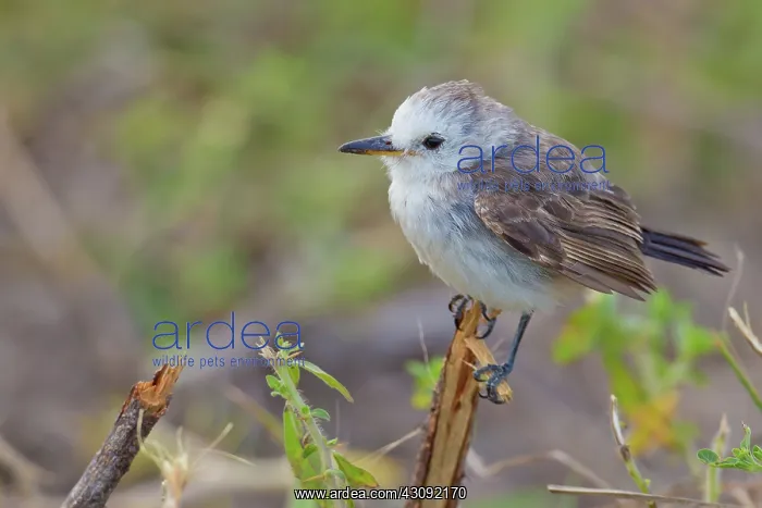 : White-headed Marsh Tyrant : White-headed Marsh Tyrant