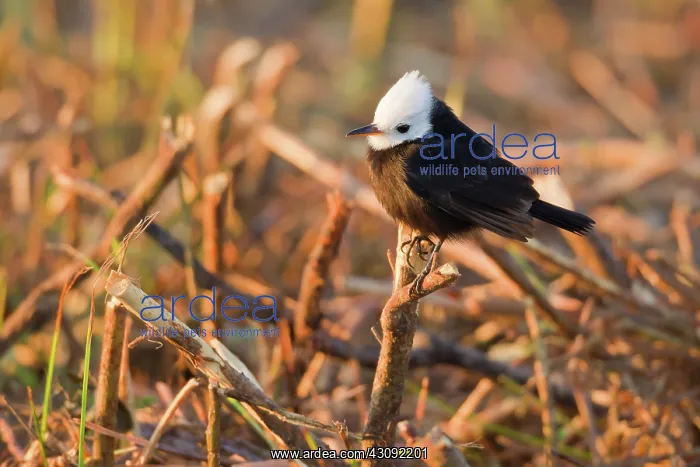 : White-headed Marsh Tyrant : White-headed Marsh Tyrant