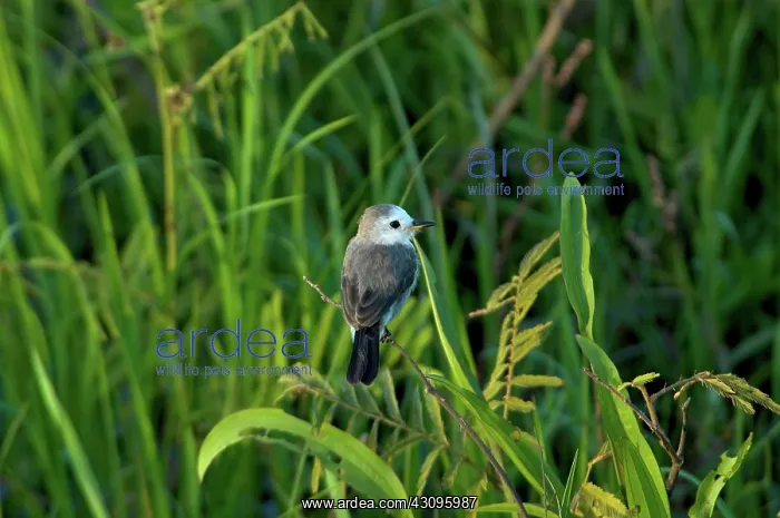 : White-headed Marsh Tyrant : White-headed Marsh Tyrant