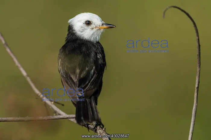 : White-headed Marsh Tyrant, Los Llanos, Colombia : White-headed Marsh Tyrant, Los Llanos, Colombia