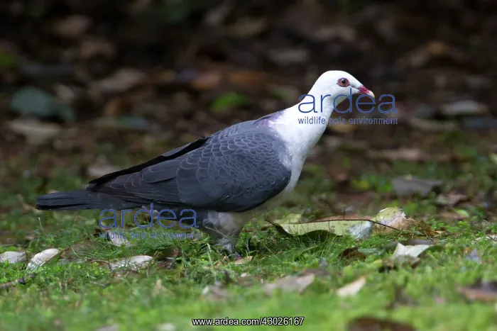 : White-headed Pigeon : White-headed Pigeon