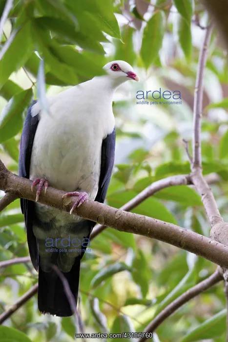 : White-headed Pigeon : White-headed Pigeon