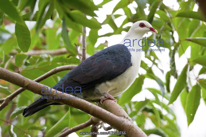 : White-headed Pigeon : White-headed Pigeon