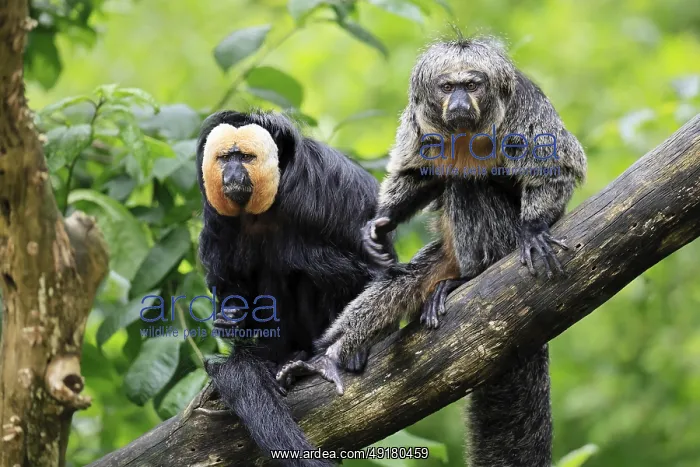 : White-headed Saki (Pithecia pithecia) : White-headed Saki (Pithecia pithecia)