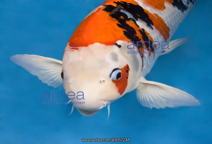 : White headed Showa koi carp in an turquoise water : White headed Showa koi carp in an turquoise water