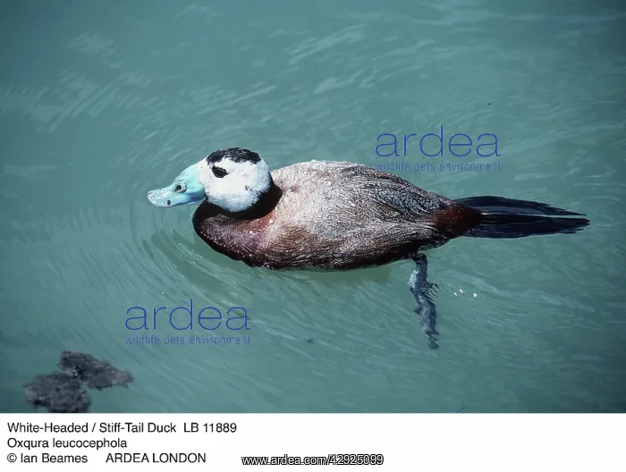 : White-headed stiff-tailed DUCK - male : White-headed stiff-tailed DUCK - male