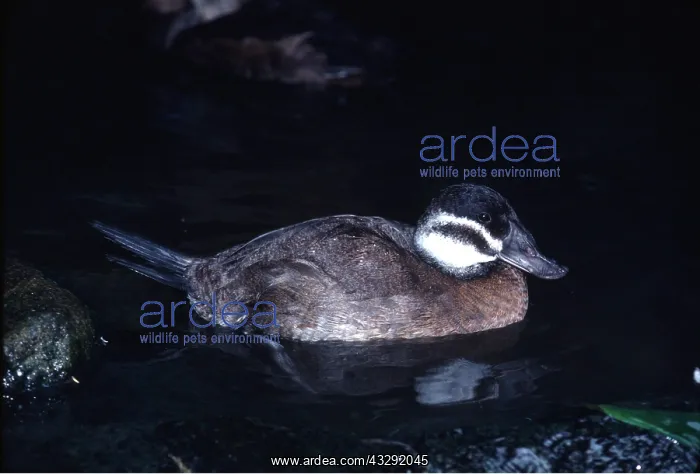 : WHITE-HEADED STIFF-TAILED DUCK - in water : WHITE-HEADED STIFF-TAILED DUCK - in water
