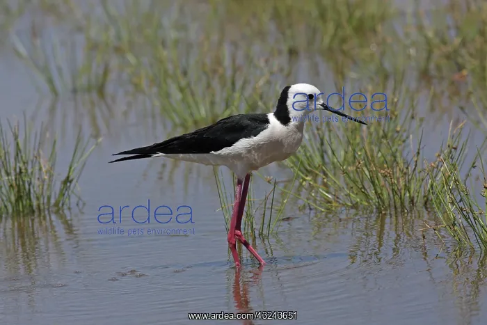 : White-headed Stilt : White-headed Stilt
