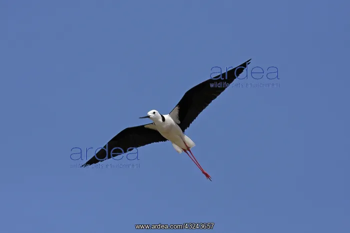 : White-headed Stilt : White-headed Stilt