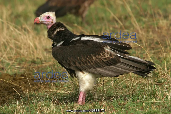 : White-headed Vulture : White-headed Vulture
