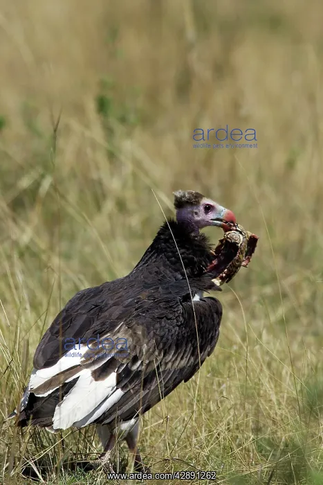 : White-headed Vulture - feeding on tortoise : White-headed Vulture - feeding on tortoise