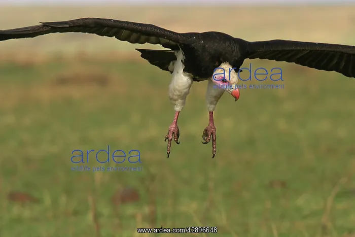 : White-headed Vulture - In flight : White-headed Vulture - In flight