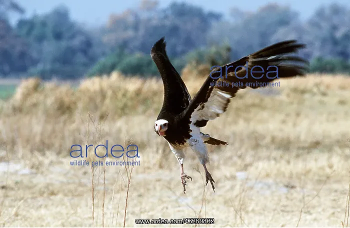 : WHITE-HEADED VULTURE - in flight : WHITE-HEADED VULTURE - in flight