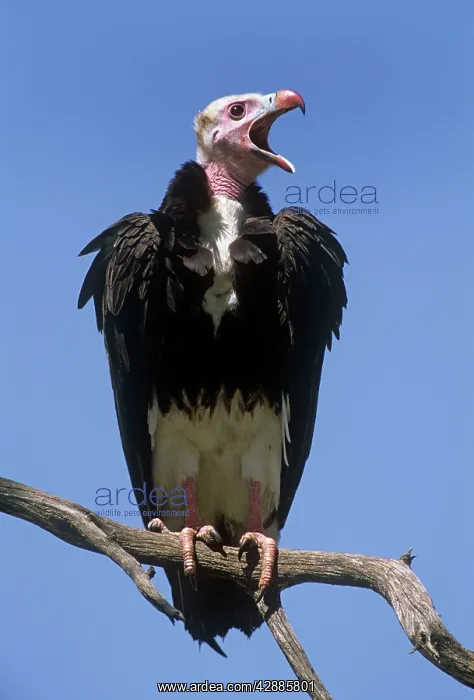  : White-Headed VULTURE - perched on branch