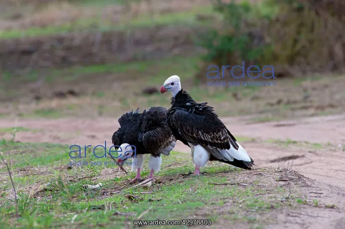 : White-headed Vultures : White-headed Vultures