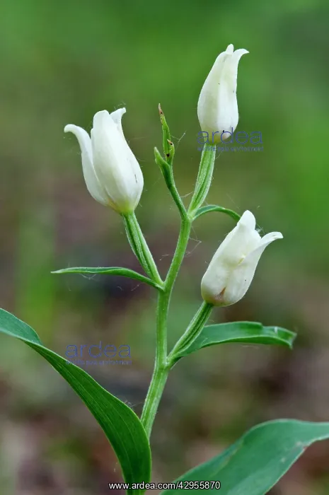 : White Helleborine : White Helleborine