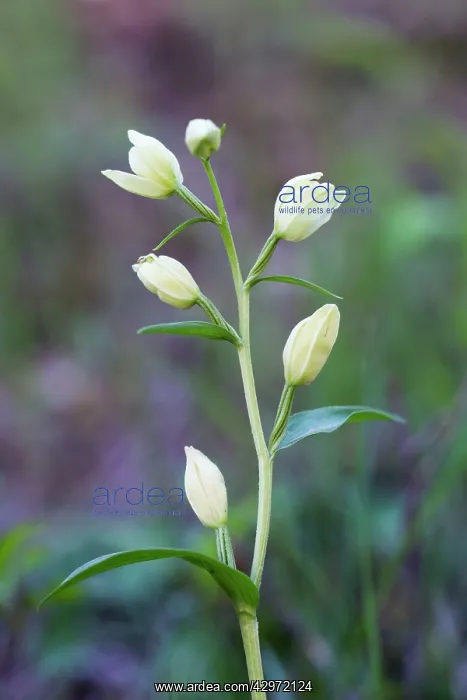 : White Helleborine : White Helleborine