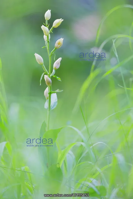 : White Helleborine : White Helleborine
