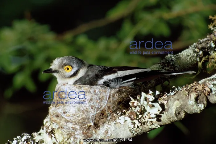 : White Helmet Shrike : White Helmet Shrike