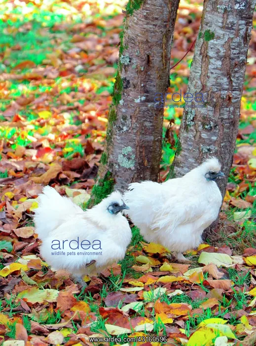 : White Hens also called Negre-Soie breed, Dordogne : White Hens also called Negre-Soie breed, Dordogne