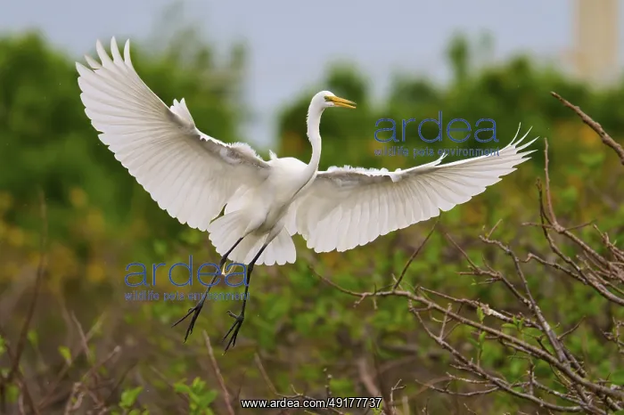 : White heron in flight with wings spread over branches : White heron in flight with wings spread over branches
