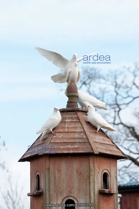 : White Homing Pigeons - on dovecote - mating pair : White Homing Pigeons - on dovecote - mating pair