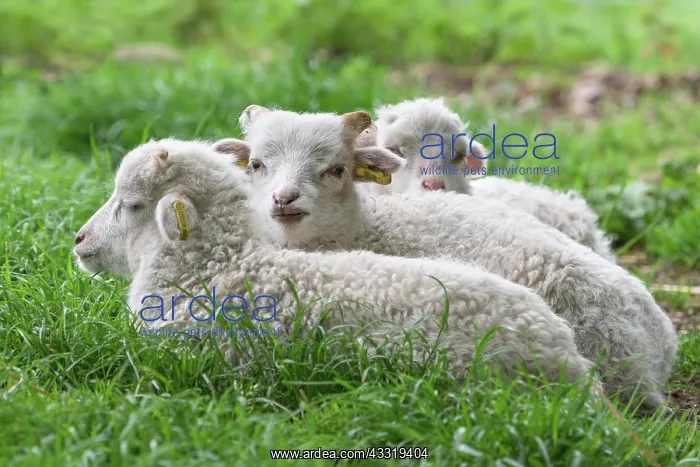 : White horned pagan, lamb (Ovis gmelini aries) : White horned pagan, lamb (Ovis gmelini aries)
