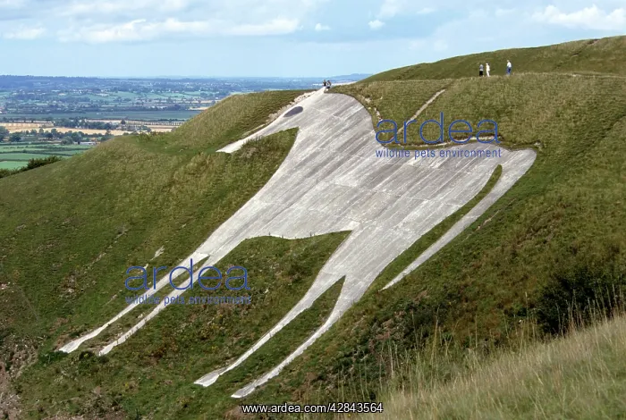 : White Horse / Bratton White Horse : White Horse / Bratton White Horse