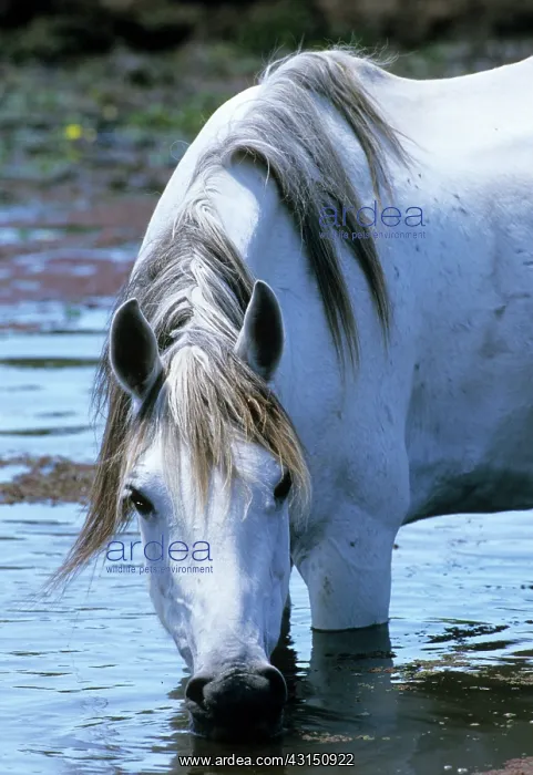 : White horse drinking : White horse drinking