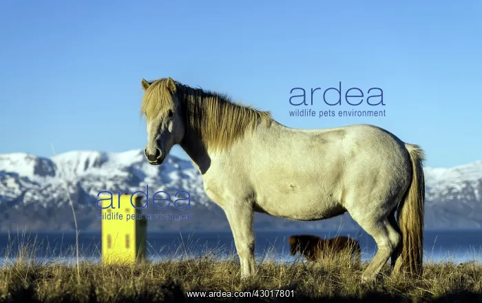 : White Horse with Husavik yellow lighthouse and mountains : White Horse with Husavik yellow lighthouse and mountains